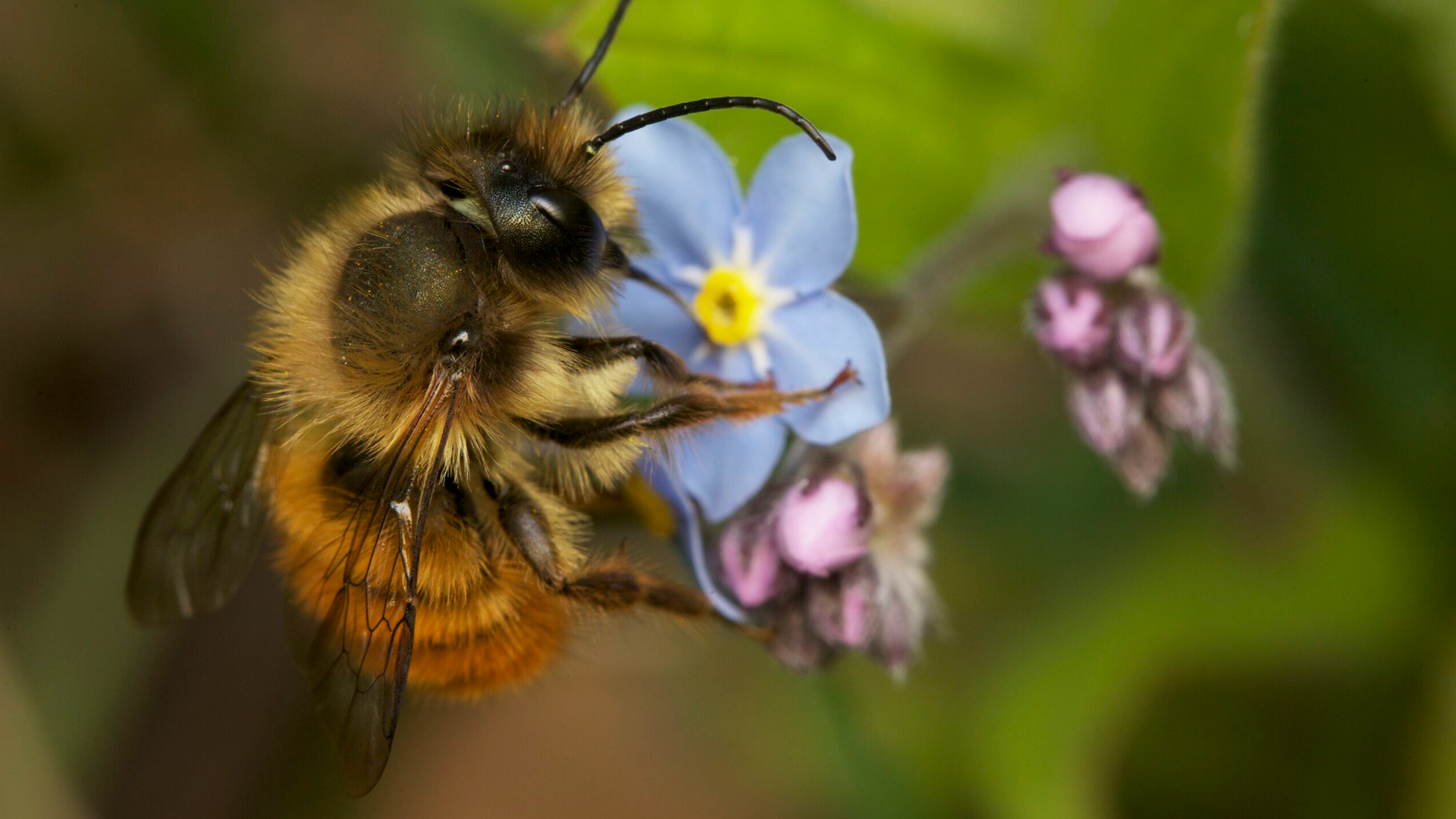 One Earth Members' Movie Night: "My Garden of A Thousand Bees"