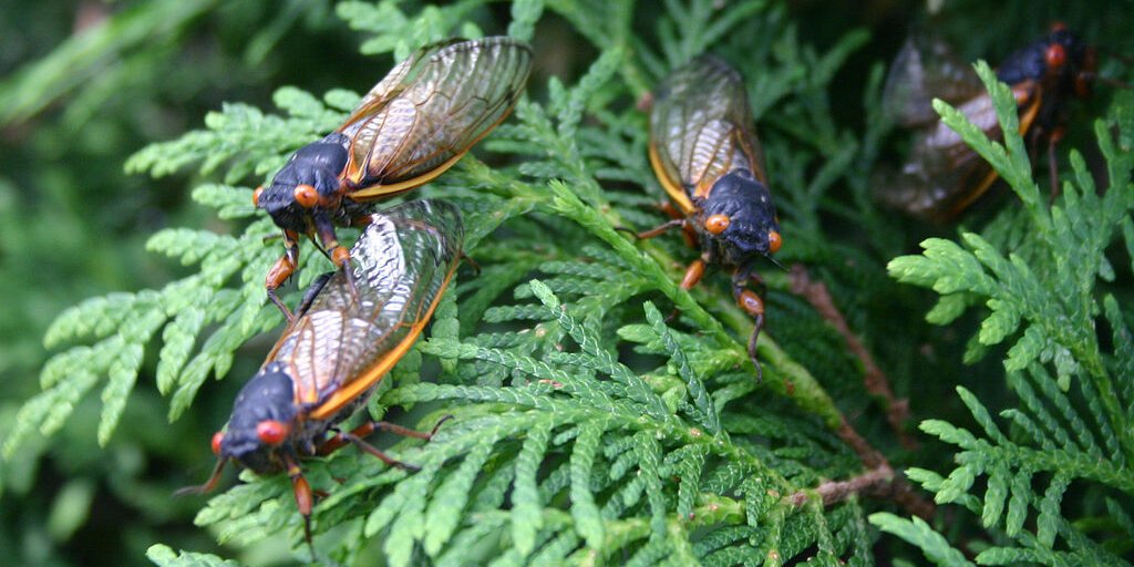 The Periodical Cicada: Coming to a Neighborhood Near You- Virtual Event