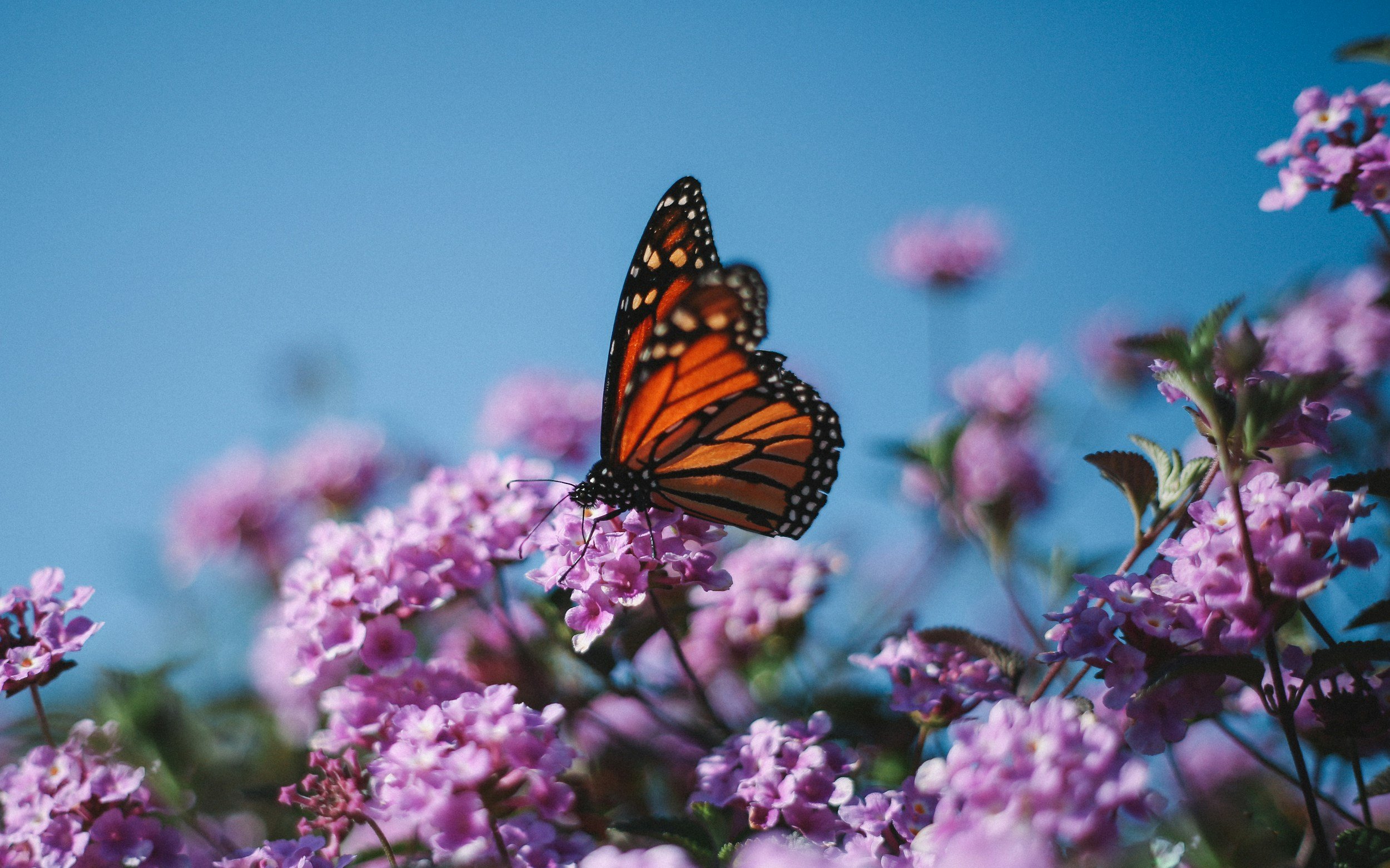 Insect Safari With Naturalist Guides