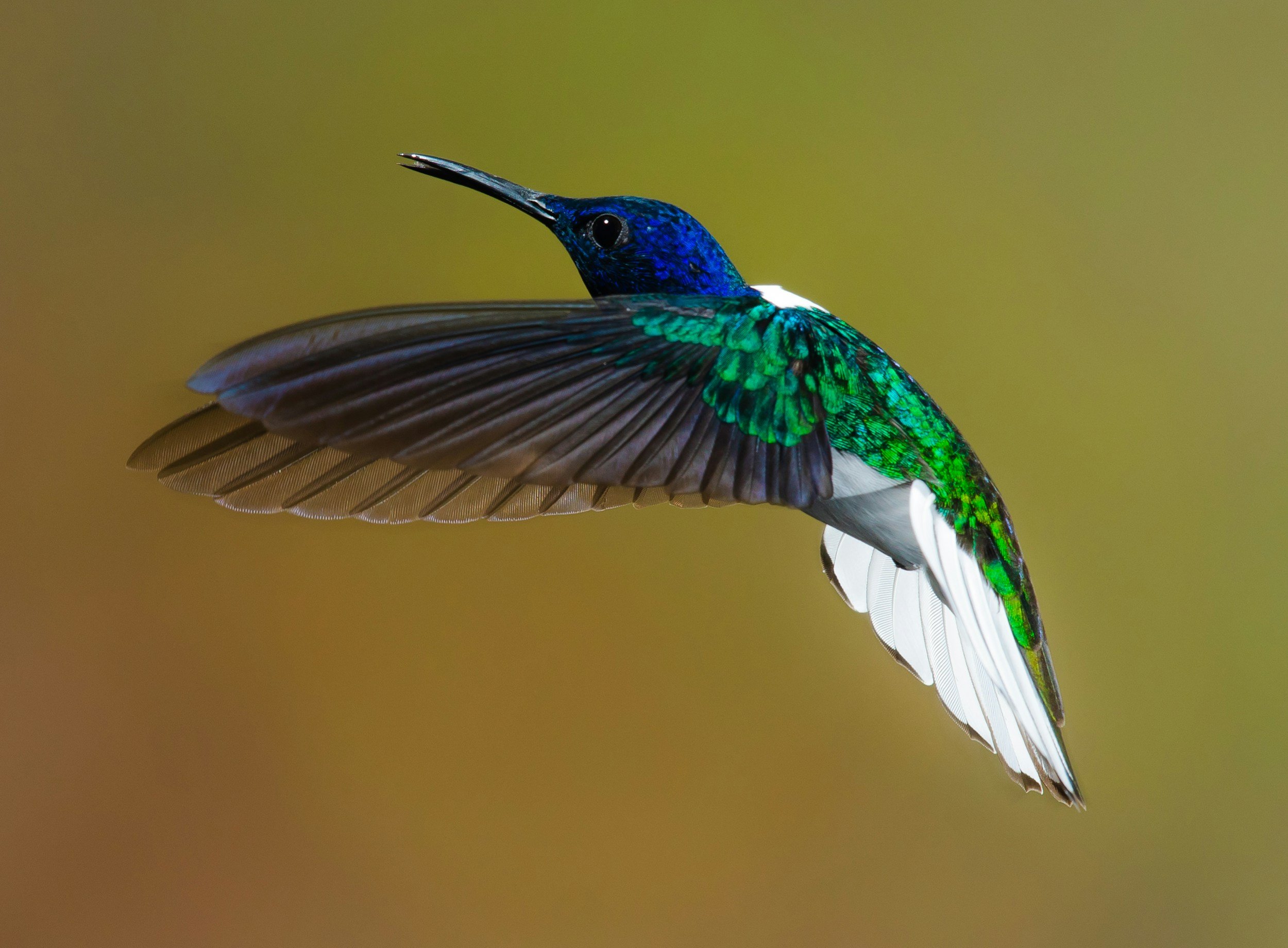Gardening for Hummingbirds