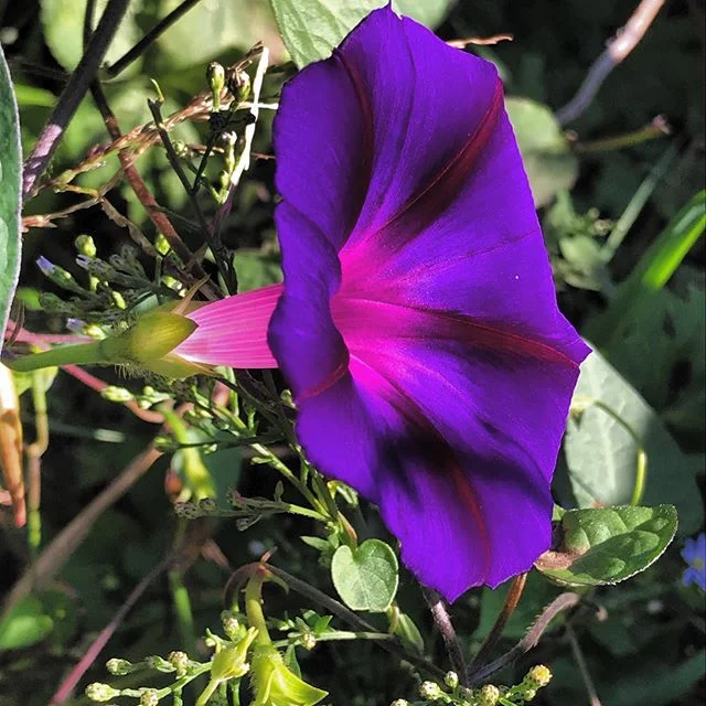 you may be noxious but golly aren&rsquo;t you stunning in the morning light #morningglory #bindweed #toxicrelationships #nightshade