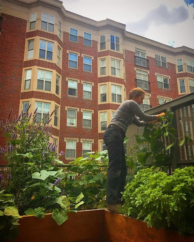 gardener Evelyn wrangling some late summer cukes at one of our rooftop gardens 🥒 🌱 🌇 #urbangardening #cucurbitaceae #organicgrowing  #bostongarden