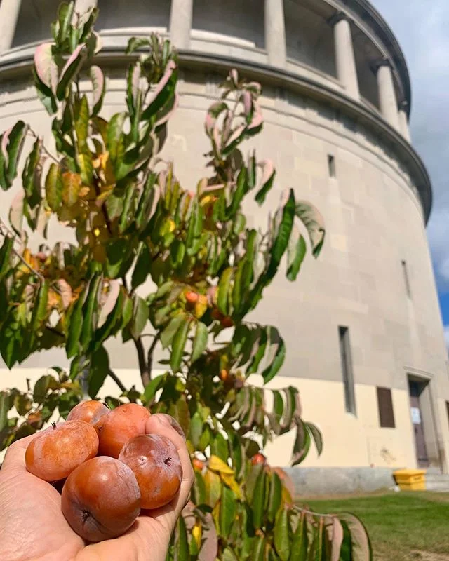 Very happy to see so much ripe #persimmon fruit from a tree I planted a couple years ago near the #Arlington water tower. This native fruit tree can live 80+ years and was planted for all of the community to enjoy! Come harvest and enjoy the deliciou
