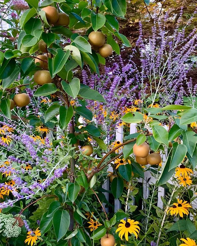 Our #Asianpear trees produced so heavily this year! This tree that&rsquo;s photographed was only planted one year prior and it was loaded with fruit this season. Such abundance! Thank you to the trees.