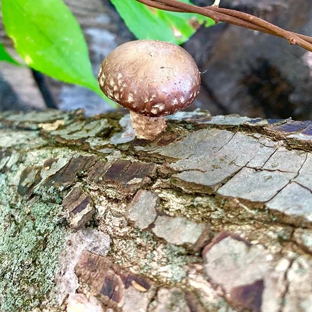We&rsquo;re positioning large boulders, building natural stone walls, and defining a large #socialspace, with the goal of growing thousands of edible #mushrooms to surround a seating area. This educational and commercial mushroom garden will be beaut