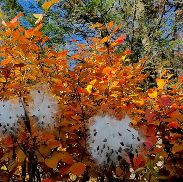 #Fall beauty is upon is upon us!
Photo credit @jonathanbarkan