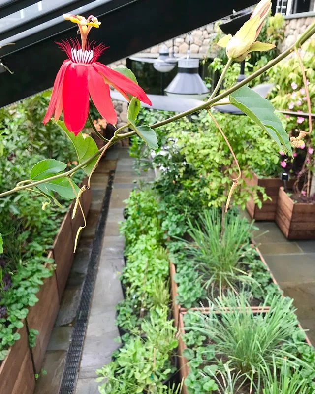 We love this #tropical #greenhouse and how the plants are filling in!