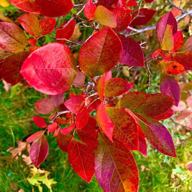 Loving all these #fallcolors! #blueberries and sugar maples are lighting up the gardens in style.