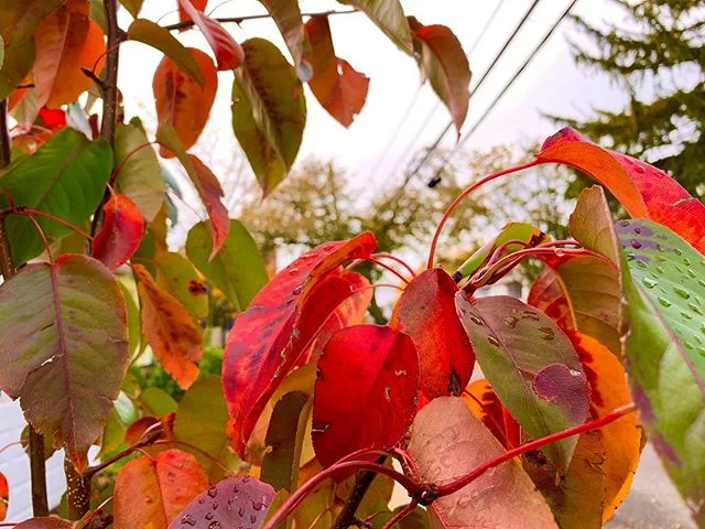 Yet another reason we love #Asianpear! Look at those #fallcolors!