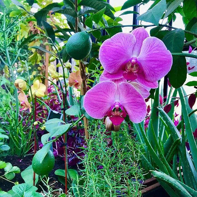 This tropical greenhouse we planted keeps getting more and more beautiful!