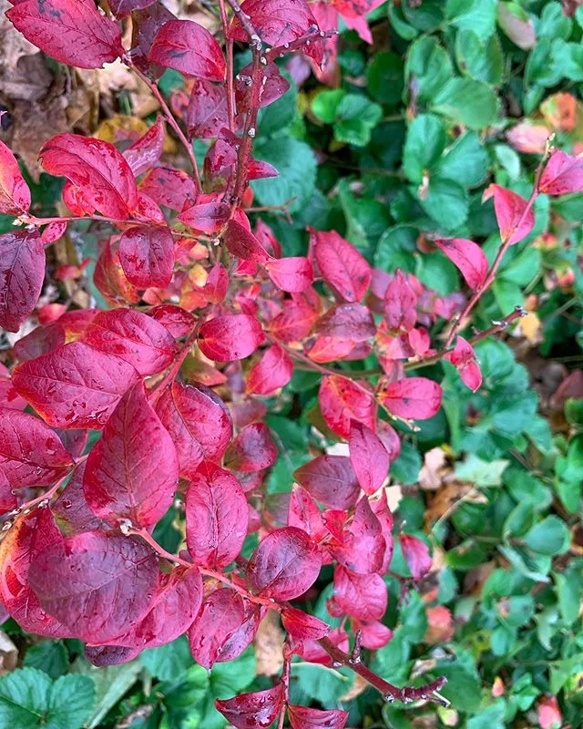 Our classic HomeHarvest combination of #blueberry and #strawberry beautifully line the entrance of a #Winchester #vegetablegarden and ornamental landscape we installed earlier this spring.