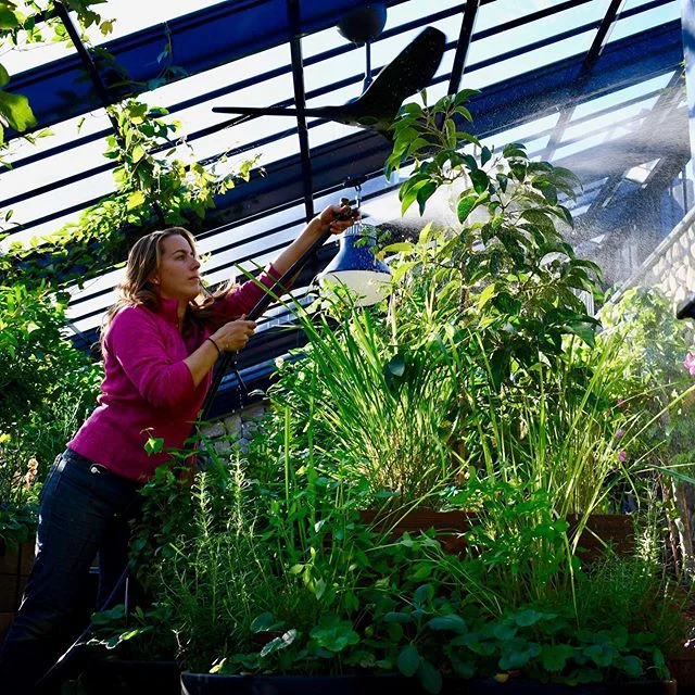 We love how this #tropical #greenhouse is filling in! @homeharvest.grow.food lead the planter and plant design and installation as well as leads the maintenance of all the tropical edible fruits and flowers. A great collaboration with @abladeofgrass_