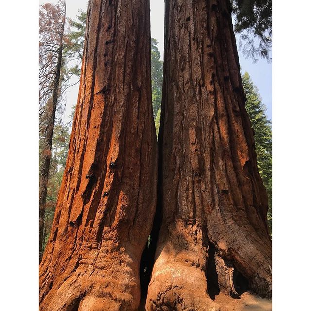 💕 #trailof100giants #giantsequoianationalmonument #getoutdoors #getoutandexplore
 #sequoianationalforest
