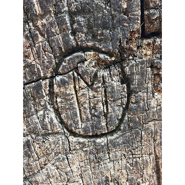 Found this on the trail of 100 giants.. reminded me of my grandpas logging brand 💙 Miller Logging 
My dad worked for him in the late 70&rsquo;s and he has plenty of rubber-tired skidder stories to tell #exploremore #workhardplayharder #didthatreally