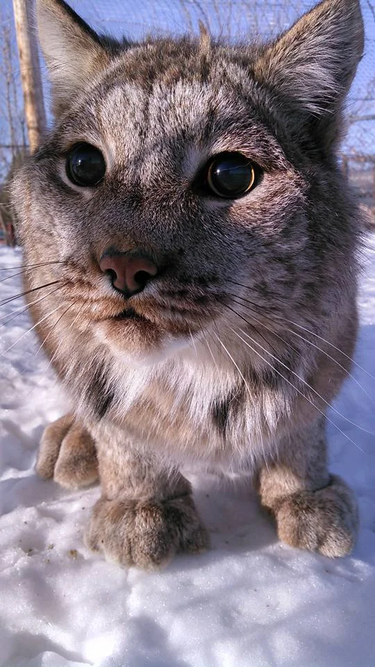 Lynx - Thor Closeup.jpg
