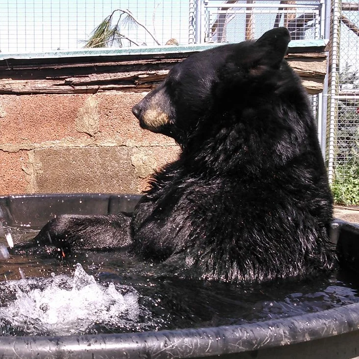 BO , born in 2007, is our youngest bear. He was orphaned and found by loggers west of Missoula. After staying with the loggers for a while, he was transferred to a rehabilitation center in Helena and then to us. He has been sharing a habitat with Blueberry since he was a few months old.