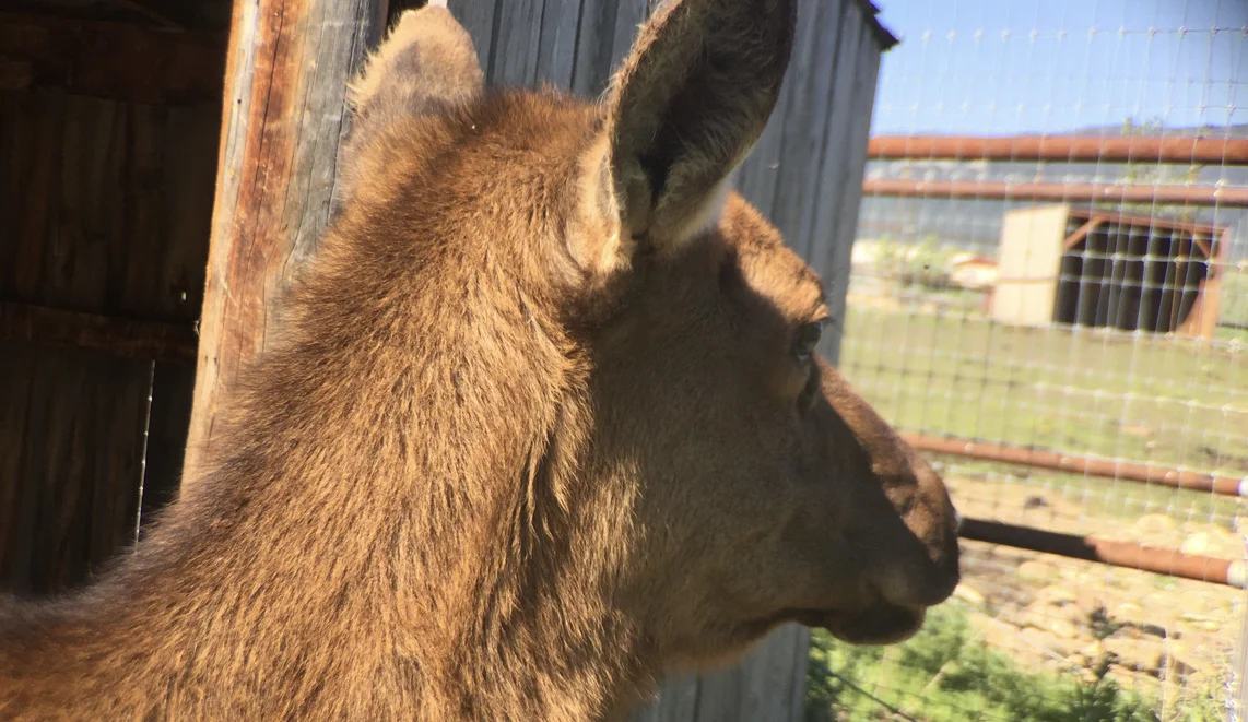 Emily looks toward the bison habitat to see what her buddy, Speedy, is up to.