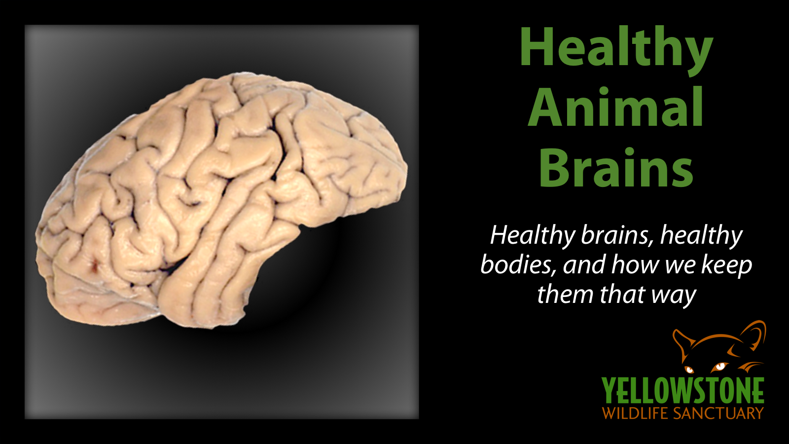 Goes well with: An Enriching Opportunity. A healthy brain is just as important to us as a healthy body, and the same is true of animals. In this class, we talk about current research, lifetime learning, behavioral enrichment, aerobic exercise, socialization, and more.