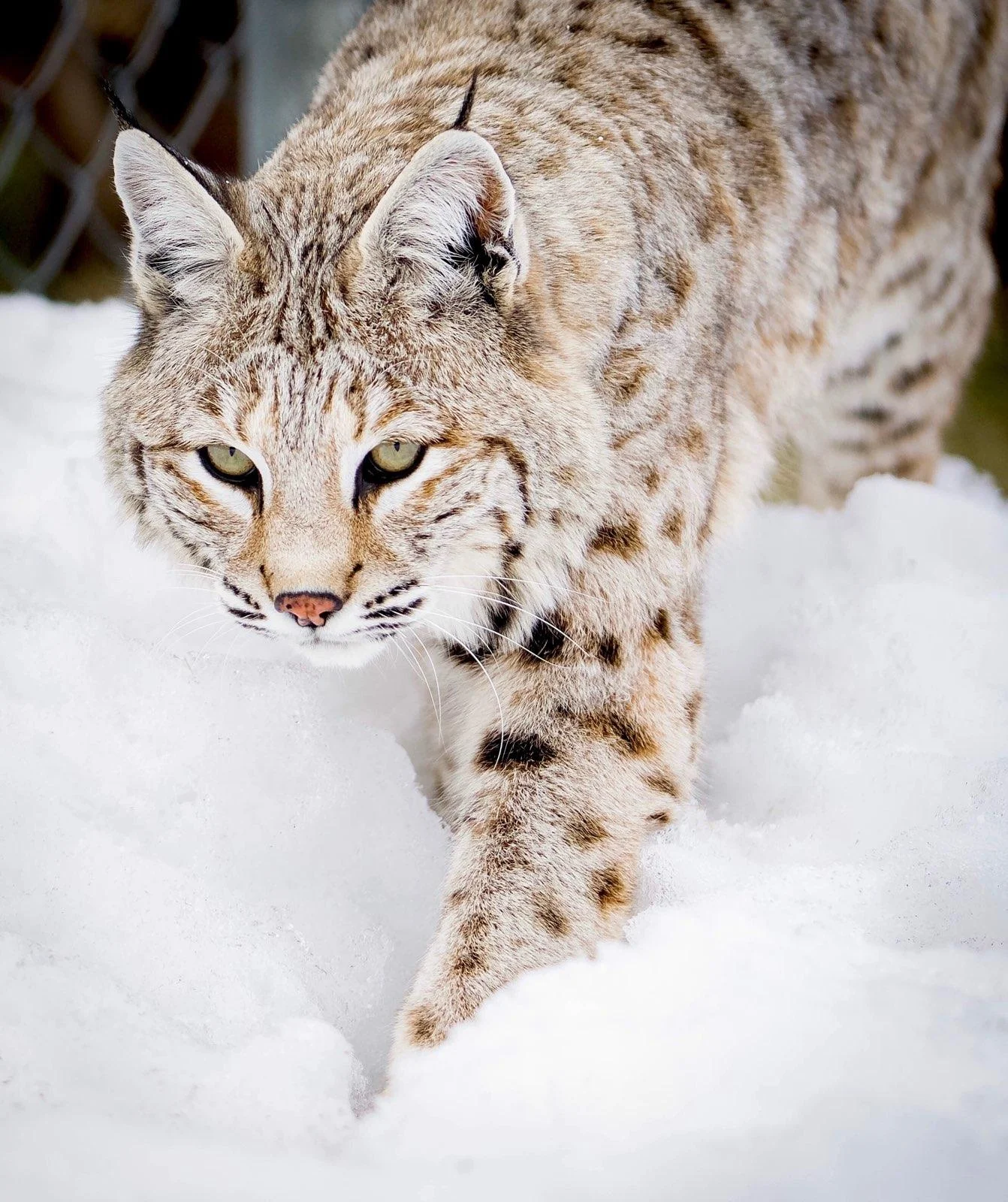BOB was raised as a pet, and came here when he was no longer able to be taken care of by his original owners. He is declawed and habituated to humans, so he can never be released into the wild. Bob was born in 2011.
