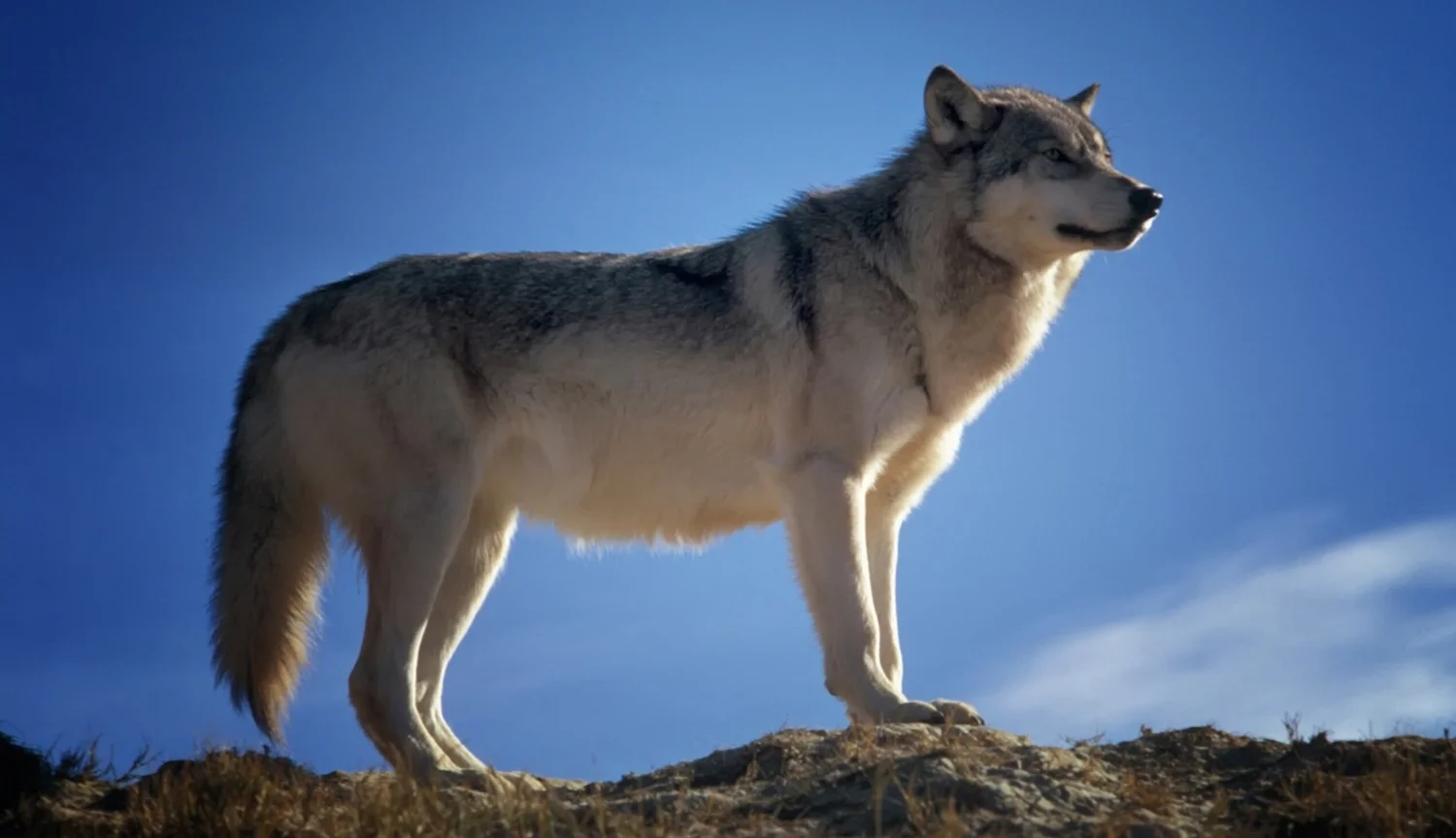 Gray Wolf Yellowstone Wildlife Sanctuary Gray Wolf Yellowstone Wildlife Sanctuary
