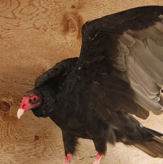 LURCH was found with an injured wing and taken to Ironside Bird Rescue in Cody. Even after surgery, he couldn’t extend his wing fully, so he can’t be released. We believe he was born in 2006.