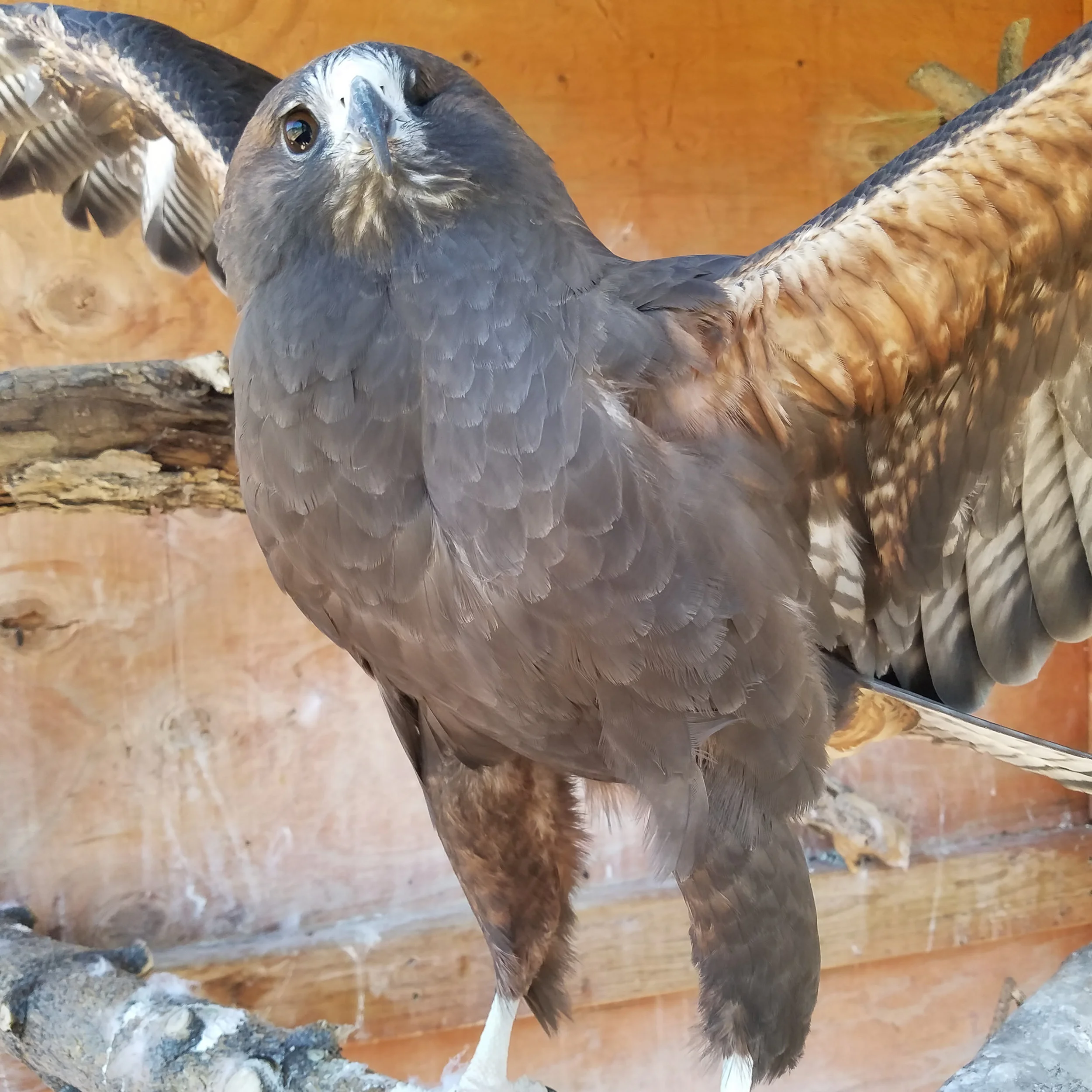 HAWKEYE came to the Sanctuary in 2005. She was injured as a fledgling and cannot be released into the wild because she is missing her left eye. We believe she was born in August of 2003.