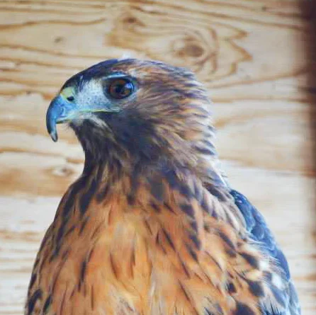 MIA came to YWS in 2011 with a wing injury that limits her ability to fly, preventing her from ever being released into the wild. We believe she was about 2 years old when we got her. You will often see her wearing jesses (leather bracelets), as she is being trained for education programs.