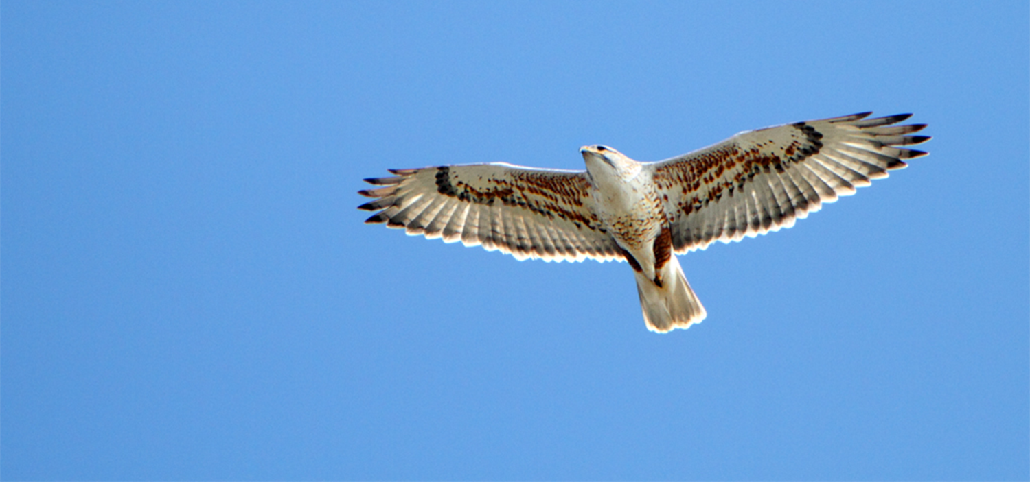 Do Hawks Eat Prairie Dogs