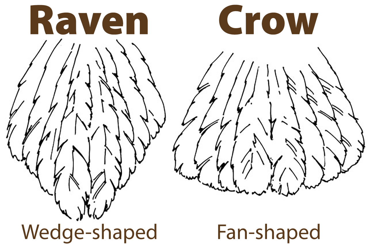 raven vs crow tail.png