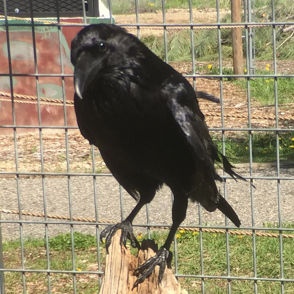 BART came to the Sanctuary with an injured wing in 2016 and cannot fly, although he hops and jumps well. He was born sometime around 2013.