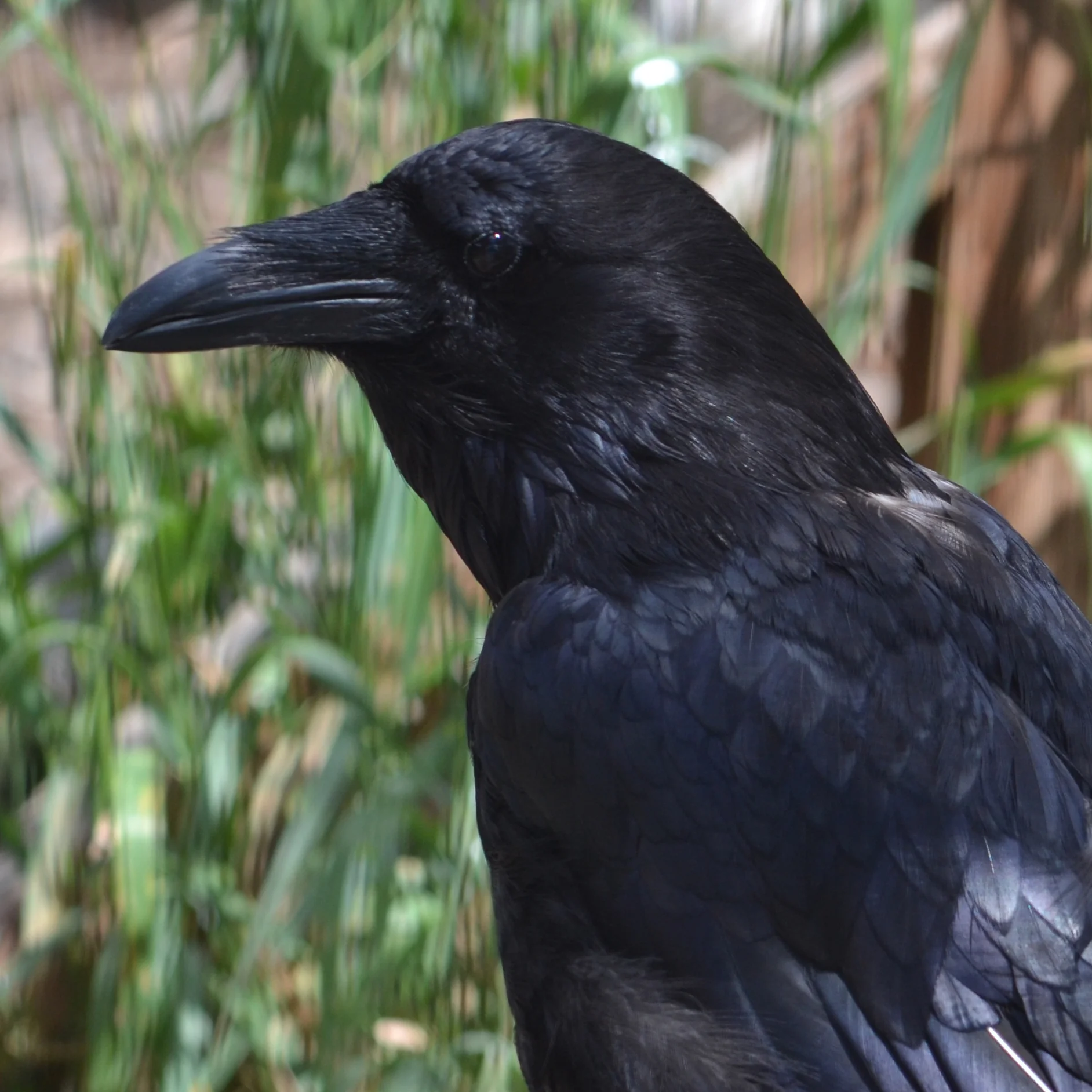 Raven Yellowstone Wildlife Sanctuary