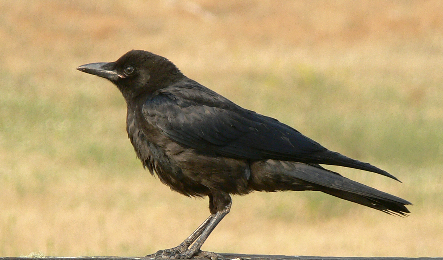 Raven lifespan in captivity