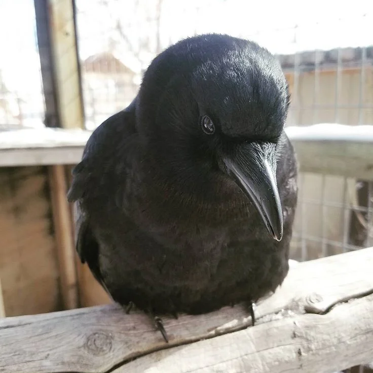 POETT was kept as a pet and became imprinted on humans, so he can’t be released into the wild. His old owners had started teaching him to talk, but he only learned one word before coming here: hola, which means “hello” in Spanish. He was born around 2011.
