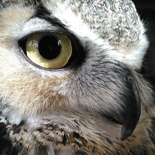 BOBBY came to the Sanctuary in 2004 from a rehabber, after being caught in a barbed-wire fence that caused him muscle and wing damage. He was about two years old when we got him.