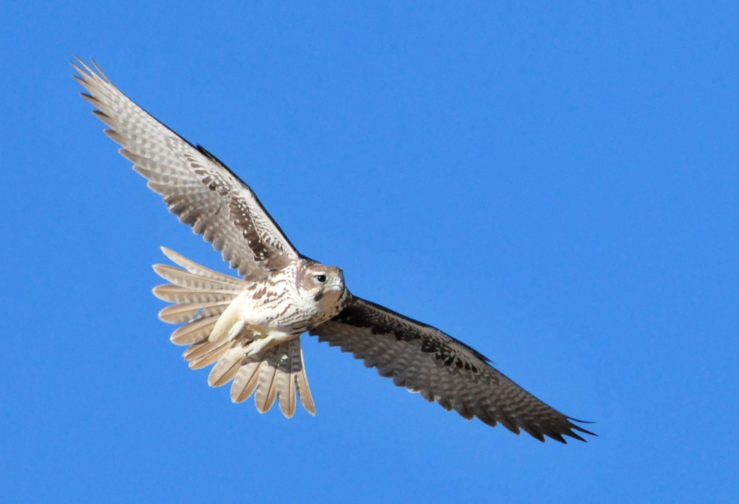 Prairie Falcon Yellowstone Wildlife Sanctuary