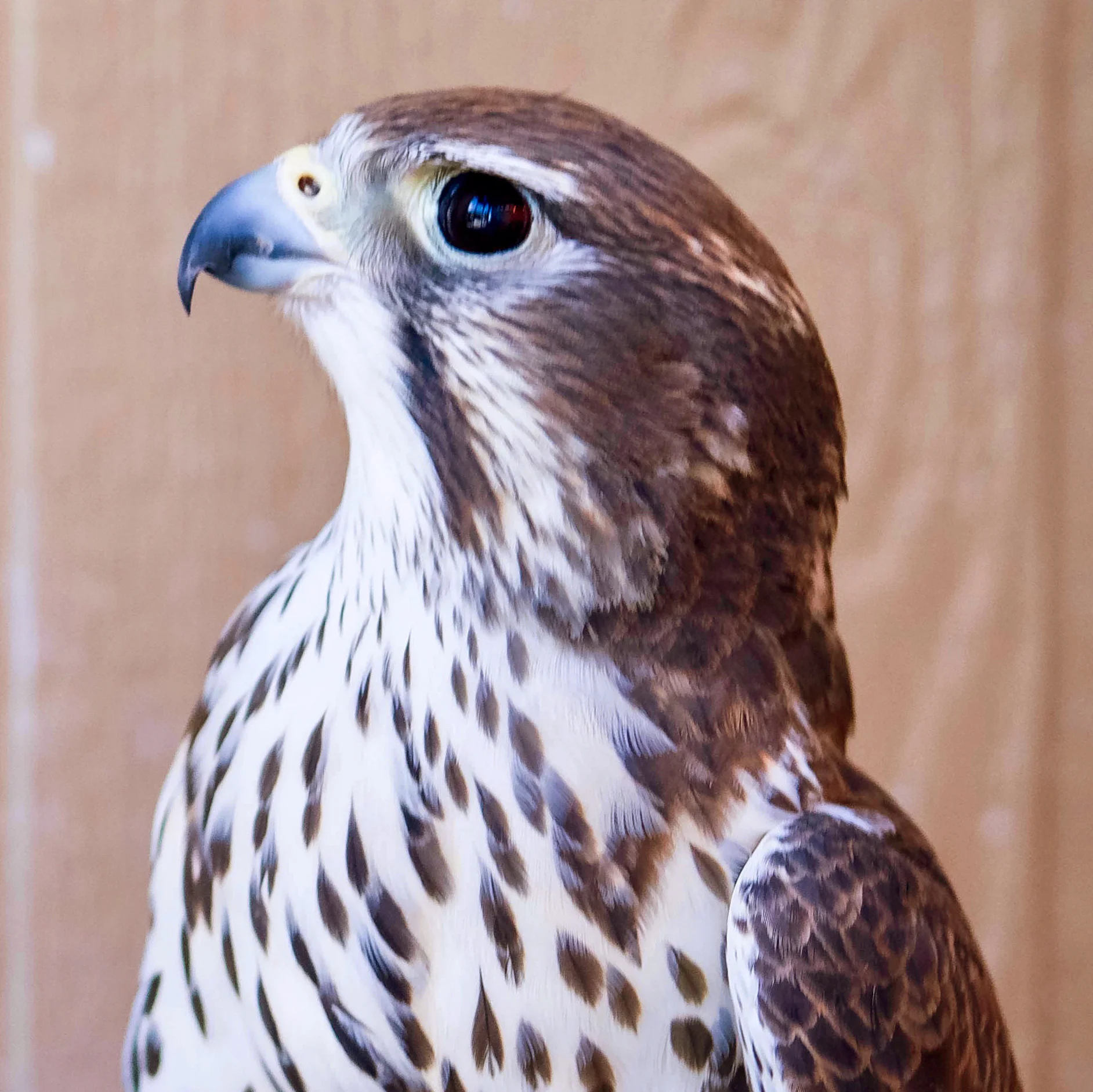 PAULI was born in 2011 and has been at the Sanctuary since 2012. She cannot be released into the wild because of a serious wing injury that eventually led to amputation. Her habitat is arranged with perches she can hop or walk on to and off of, since she can’t fly.