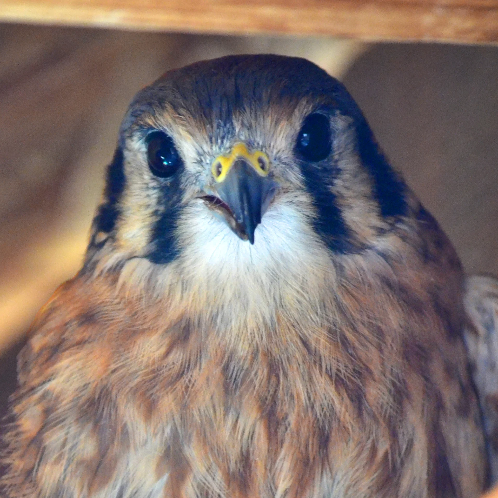 LAURA came to the Sanctuary as an adult in 2012 with a wing injury. Laura is only partially flighted now. She can get across her habitat with little difficulty, but can’t soar or hover, so she couldn’t hunt properly in the wild.