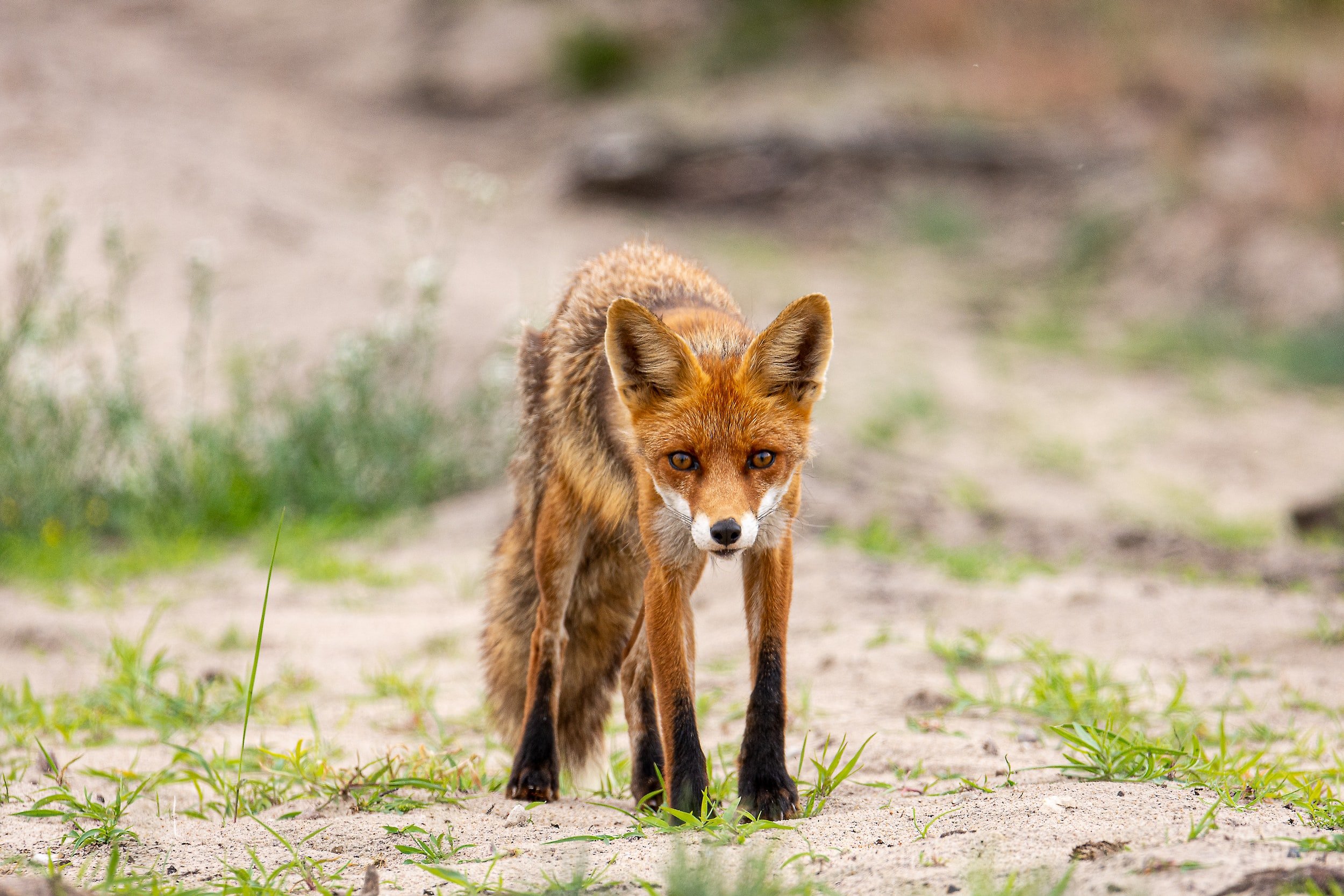 Животные Литвы. Red Fox Running.