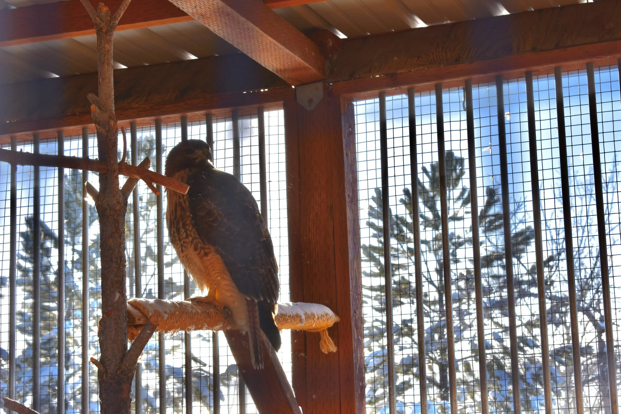 Our Red Tailed Hawks Yellowstone Wildlife Sanctuary