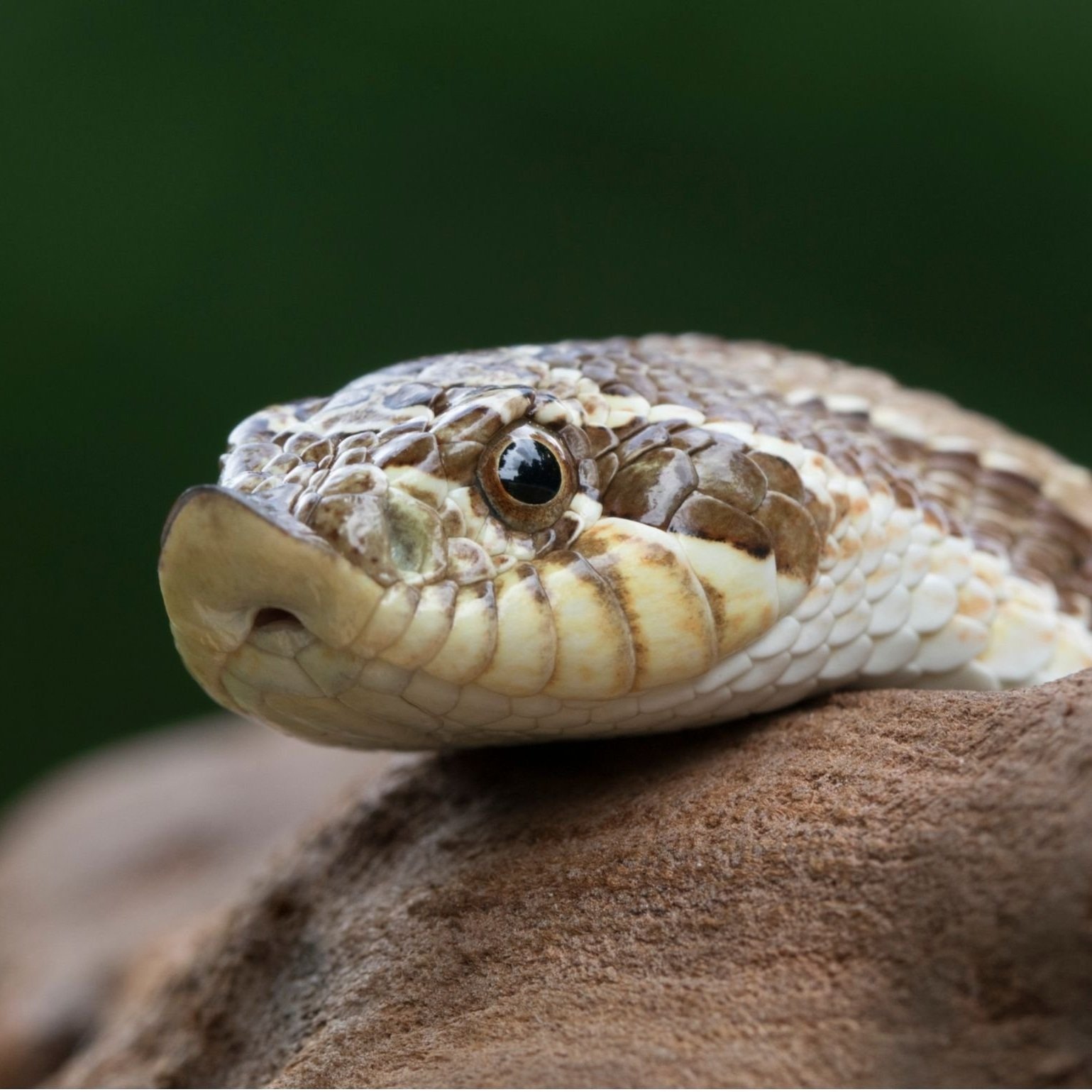 What kind of hognose snakes are we referring to here?
