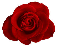 red rose 11 trans back.jpeg