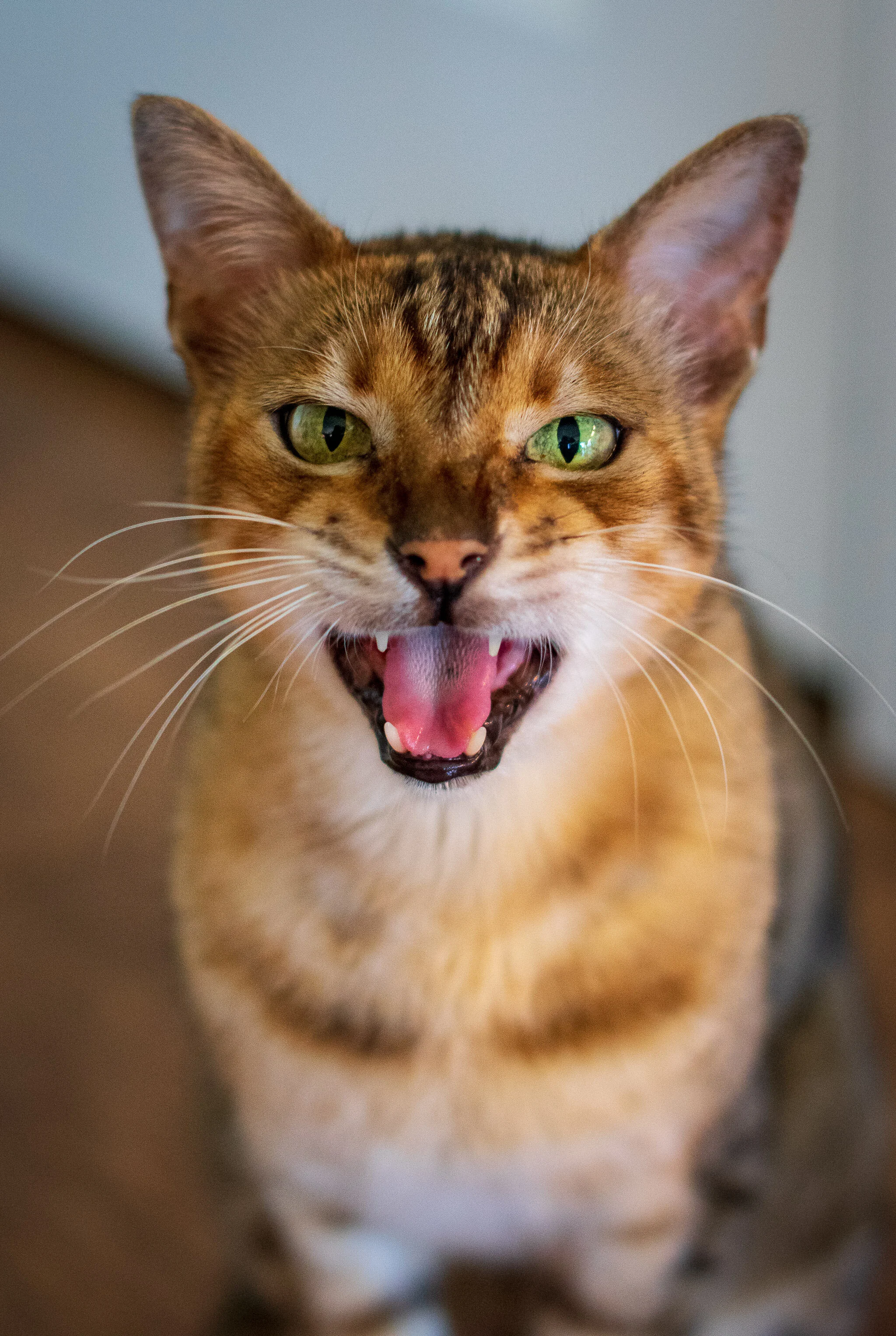 20200907-untitled205-1819untitled shoot.jpg