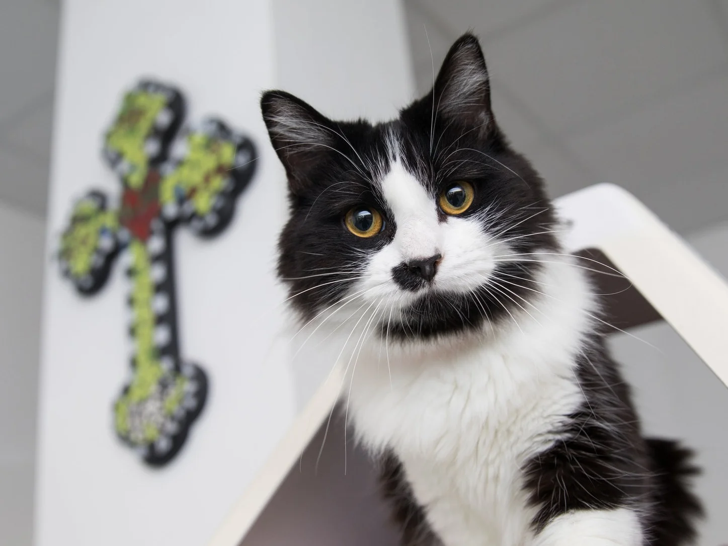 PAWSCats4015sak.jpg