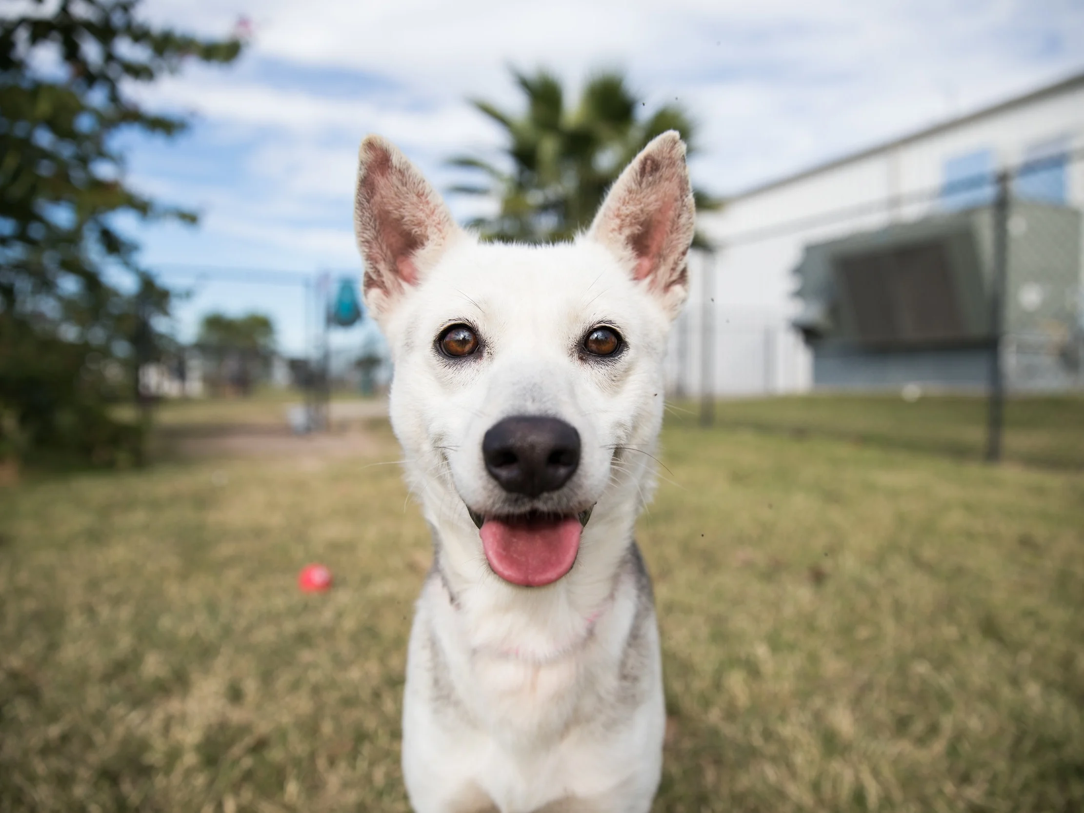 PAWS5823sak.jpg