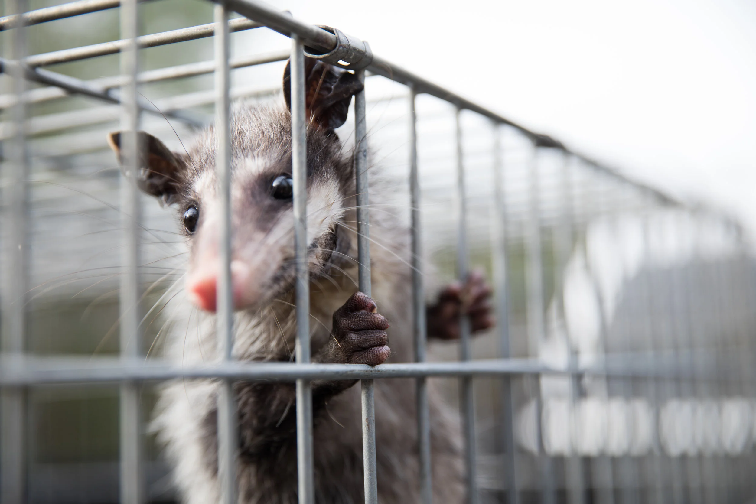 PVACPossumRelease6698sak.jpg