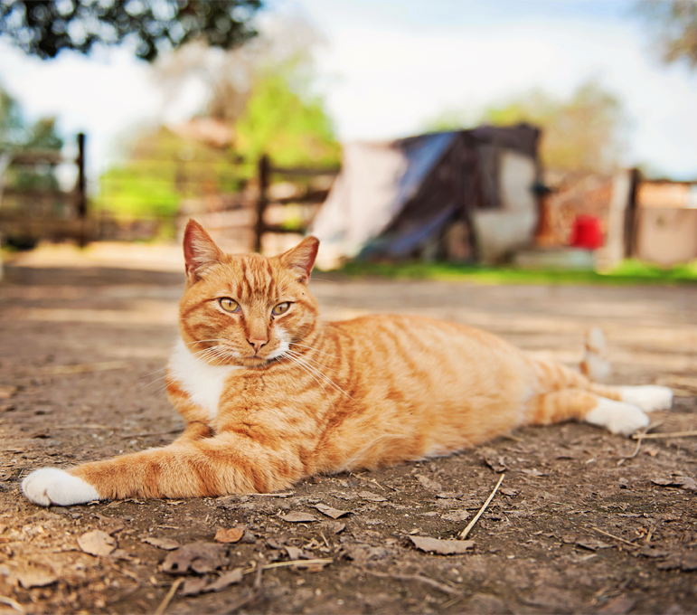 Working Cats Palm Valley Animal Society