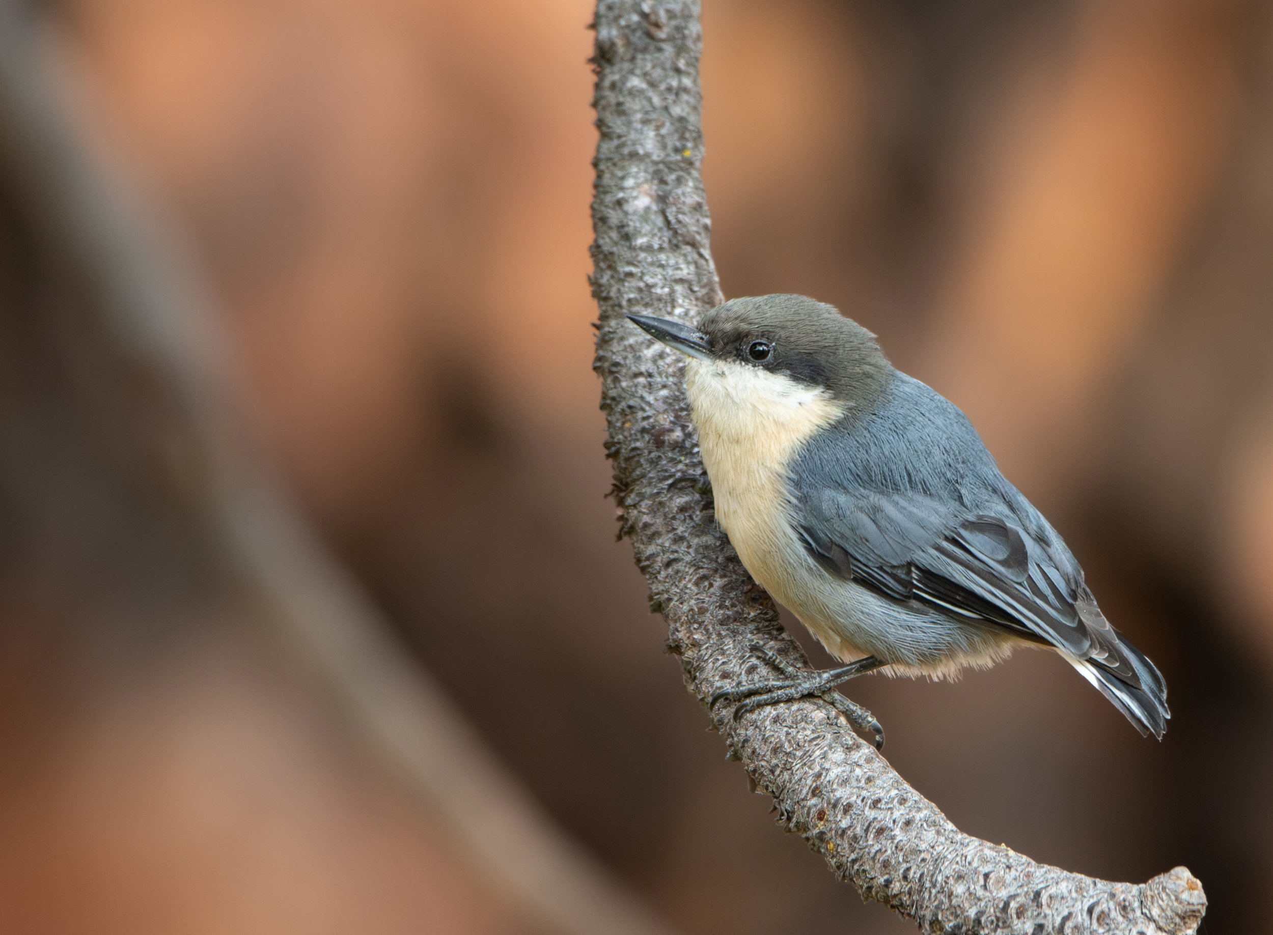Pygmy Nuthatch by Madison Shoen