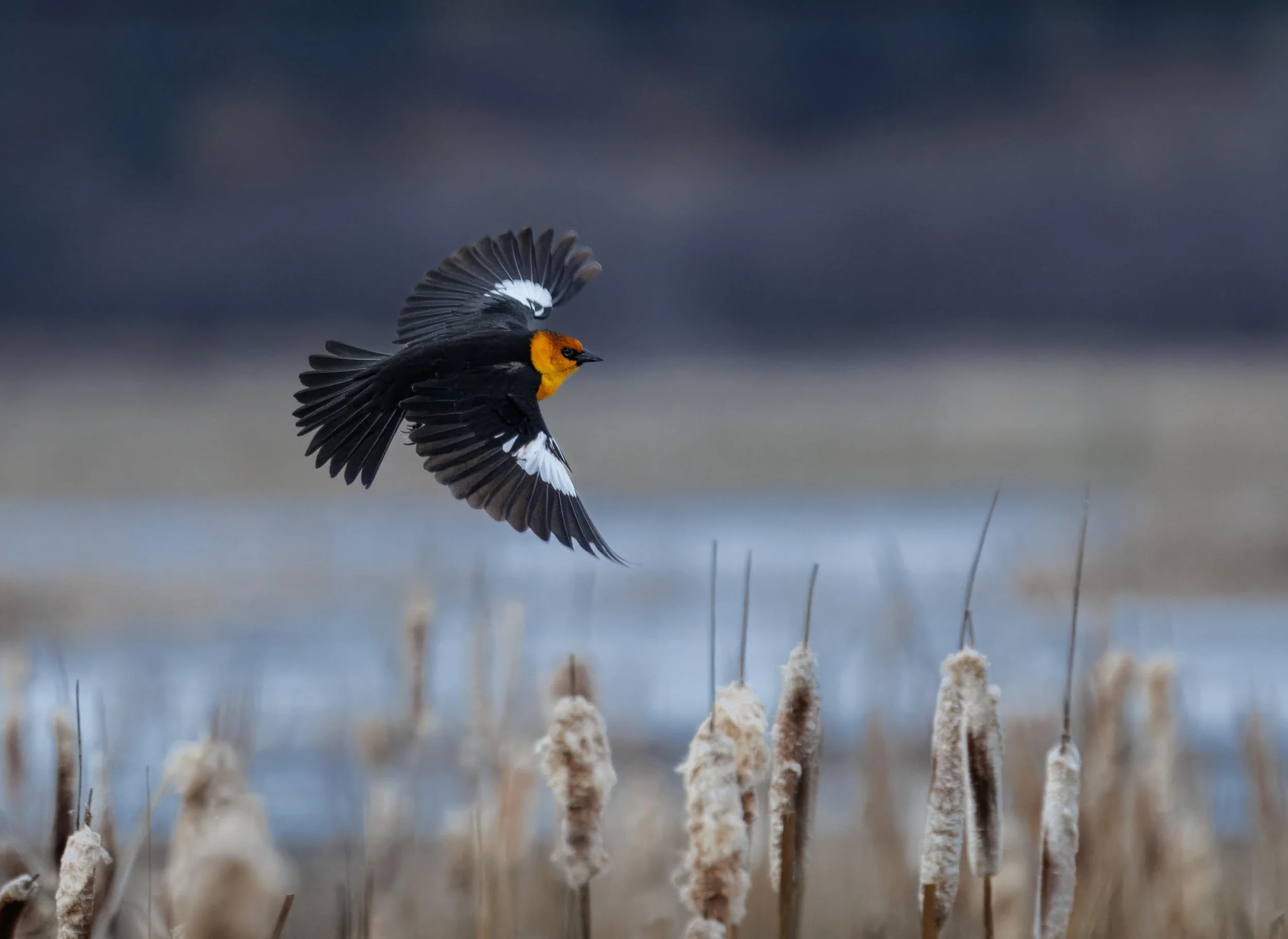 Yellow-headed Blackbird by Desiree Hildenbrand