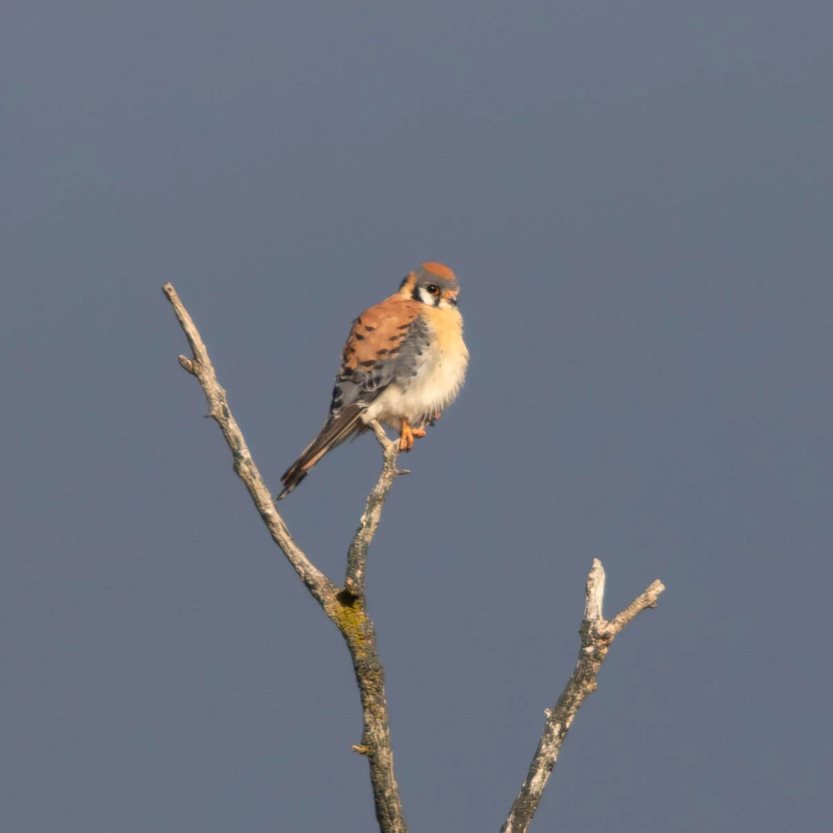 American Kestrel