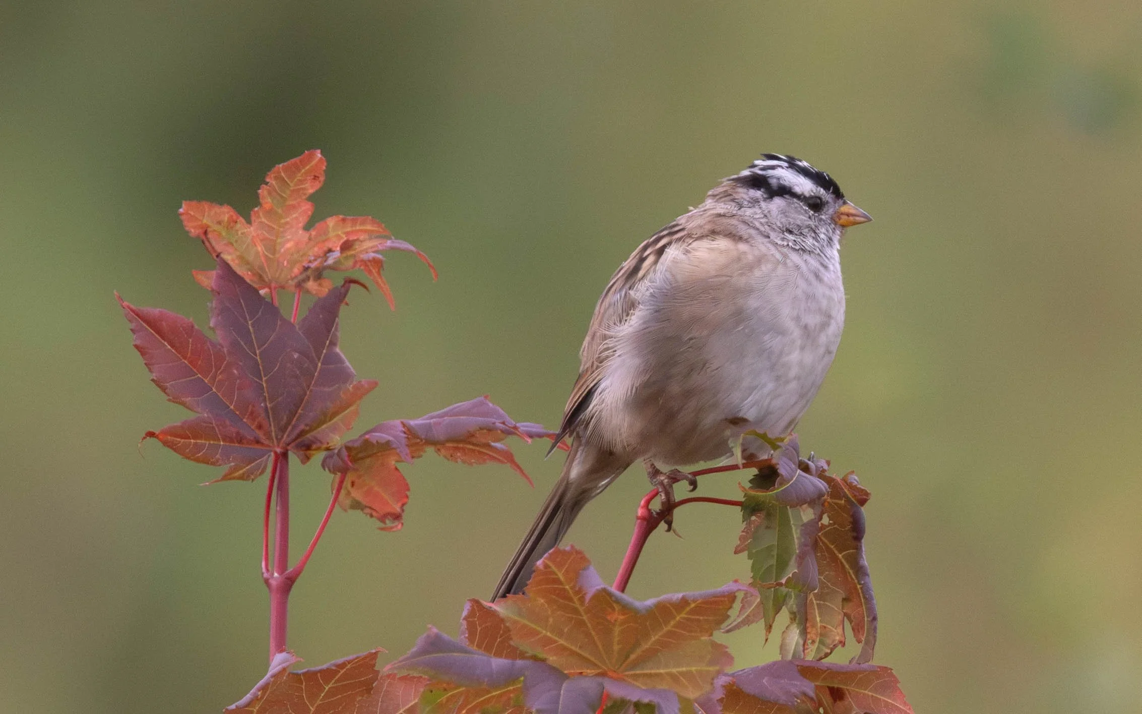 2026-08-16 White-crowned Sparrow by Erik Shelley.jpg